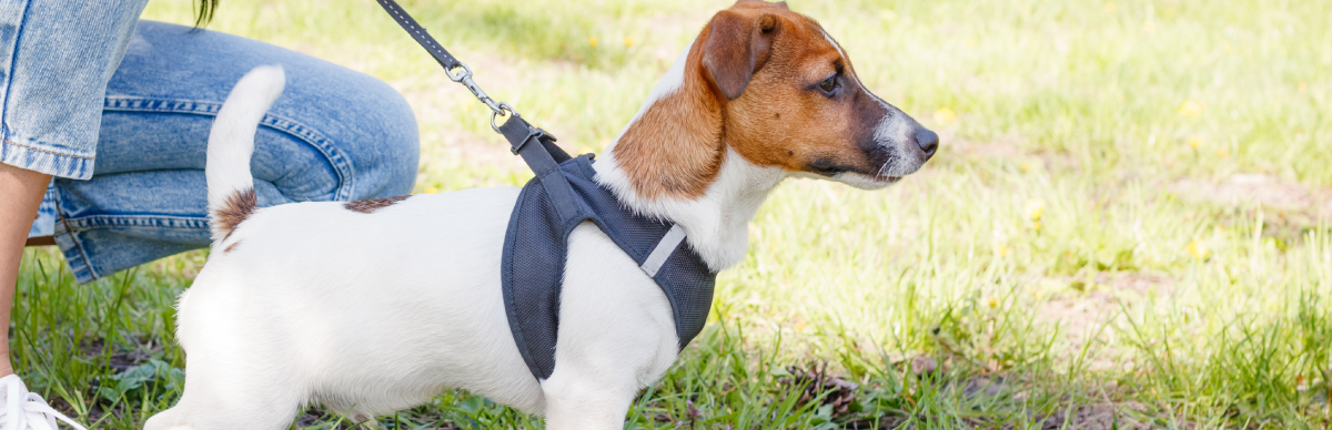 Cachorro con correa paseando en un parque, acompañado de su dueño, mientras aprende a caminar sin tirar.